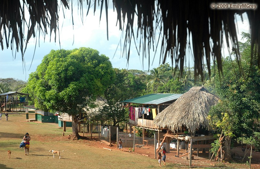 Panama_Harpy_Eagle_4tage